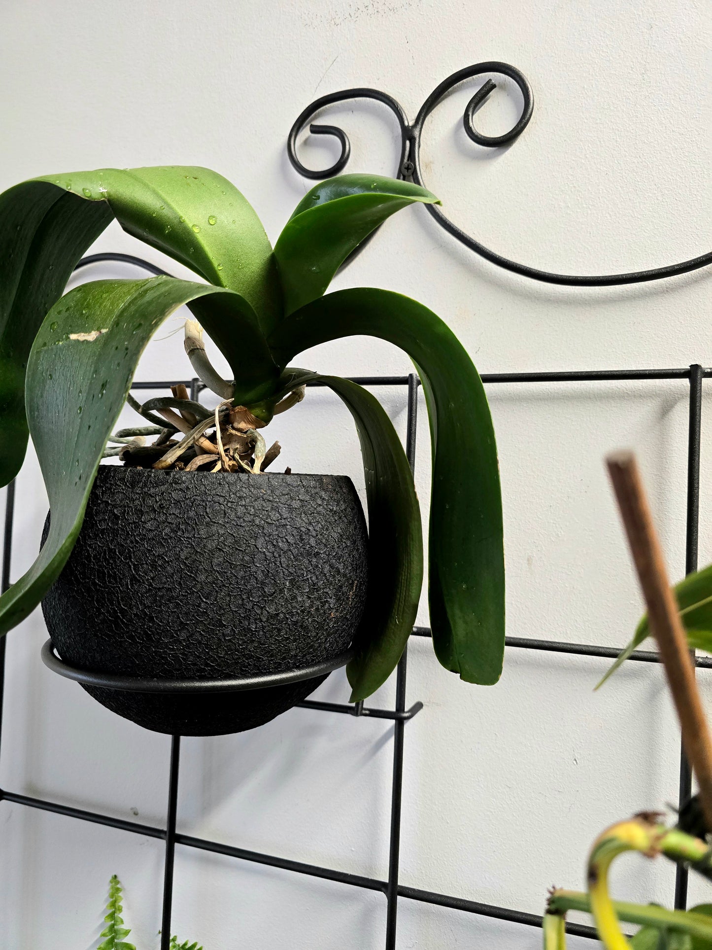 Black Steel Wall Grid Plant Holder, Vertical Garden Trellis with Pot Holders