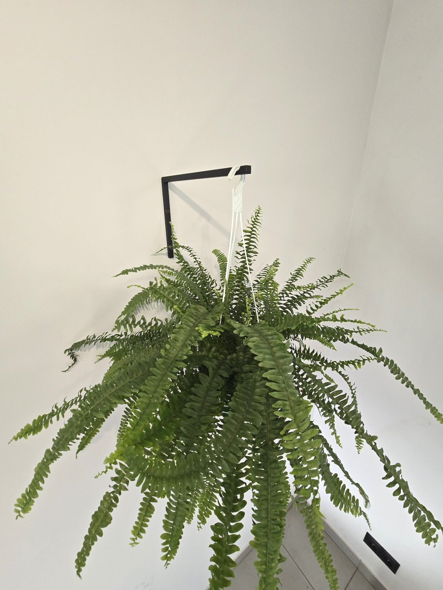 Industrial Black Wall Plant Hanger, Modern Hanging Planter Hook, Powder-Coated Steel Plant Holder