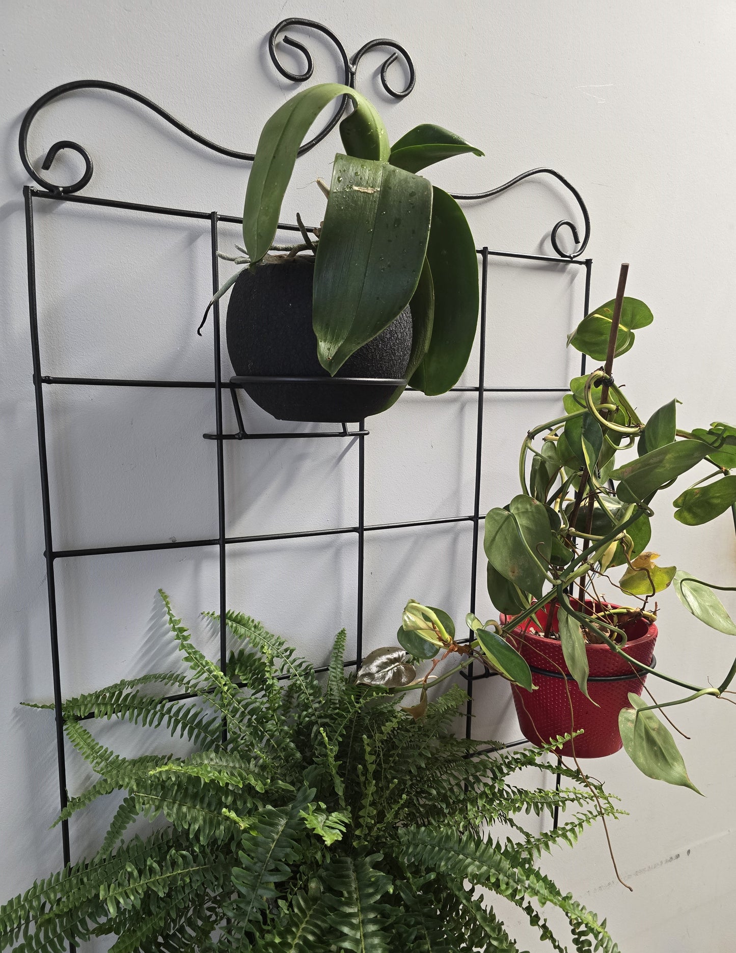 Black Steel Wall Grid Plant Holder, Vertical Garden Trellis with Pot Holders